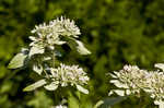 Clustered mountainmint